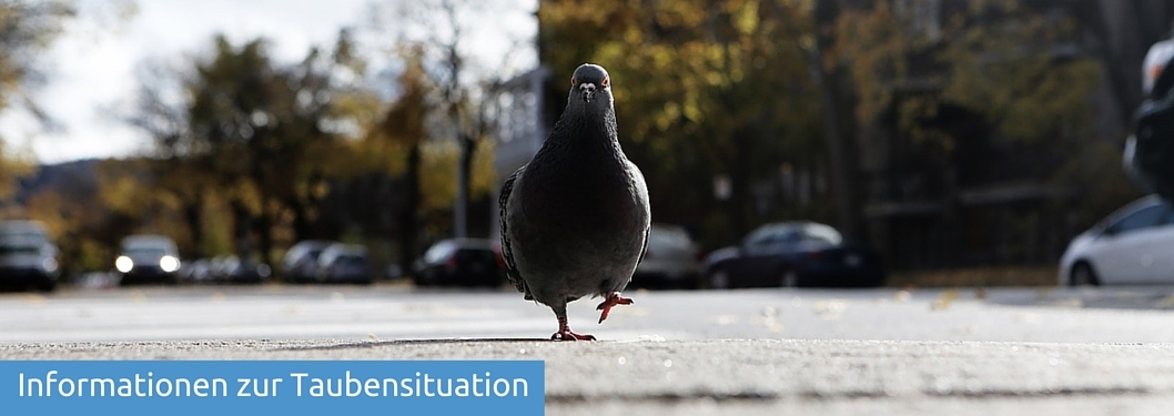 Informationen zum Taubenproblem in Witten