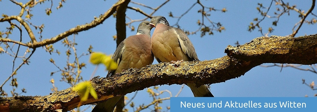 Neues und Aktuelles aus Witten