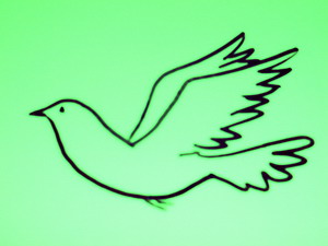logo_stadttauben_wuppertal.jpg